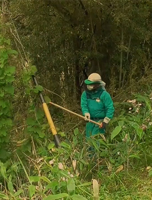 つる草の伐採のイメージ