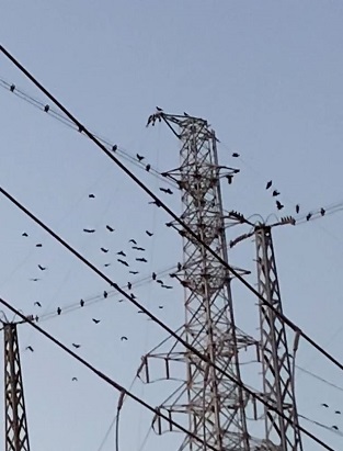鷹によるカラスの追い払いのイメージ